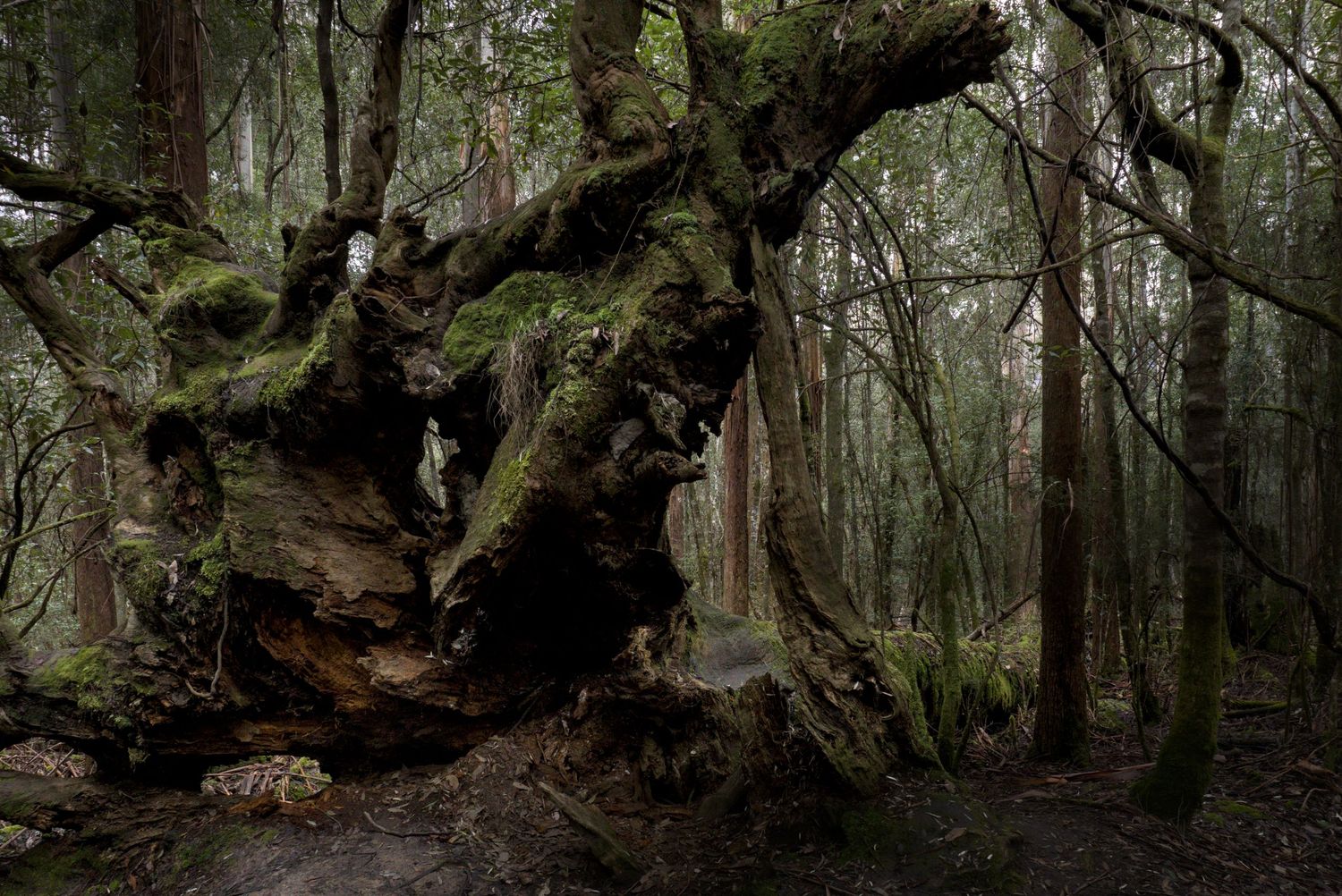 Ancient moss-covered tree with a massive gnarled trunk and twisting branches in a misty, dense old-growth forest.