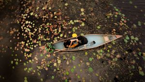 Aerial view of a kayaker paddling through autumn leaves floating on dark water at sunset.