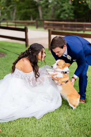 A couple in wedding attire plays with their corgi dog on lush green grass during their wedding photos.