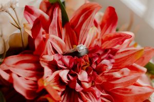Diamond engagement ring nestled in the center of a vibrant red dahlia bloom in a bridal bouquet.