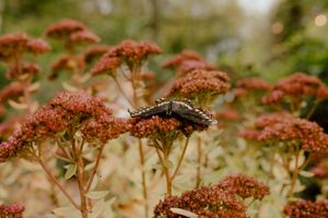 Close-up of a spotted beetle resting on clusters of small pink-red flowers in a garden setting.