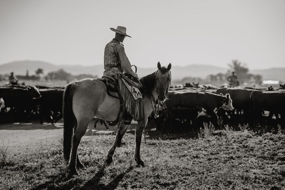 A cowboy on horseback herding cattle in a black and white photo on an open ranch landscape.