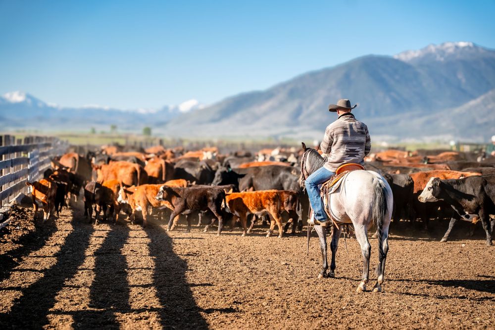 Cowboy on horseback herding cattle in a dusty ranch with snow-capped mountains in the background.