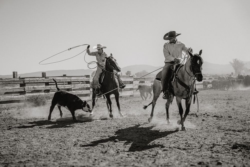 Two cowboys on horseback lasso a calf in a dusty ranch arena in this black and white rodeo photography.