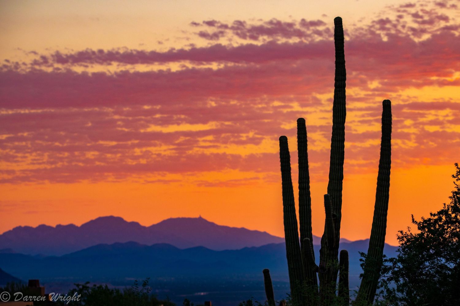 Dramatic orange sunset silhouettes tall saguaro cacti against mountain backdrop in desert landscape.