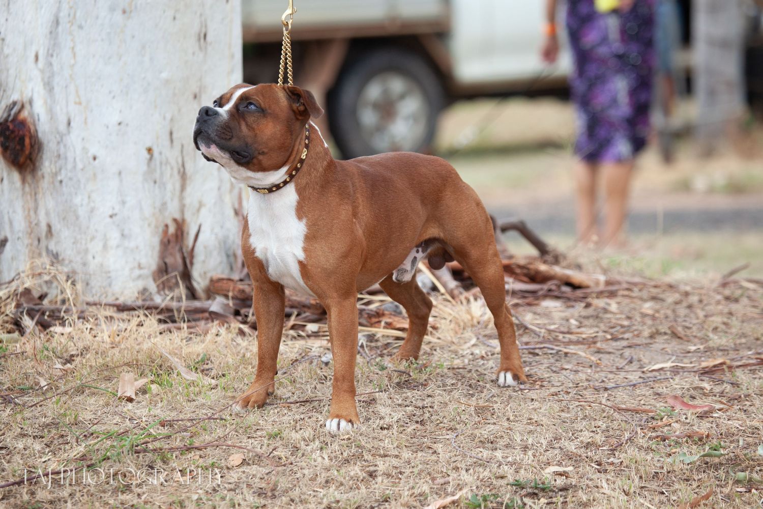 Powerful Staffordshire Terrier