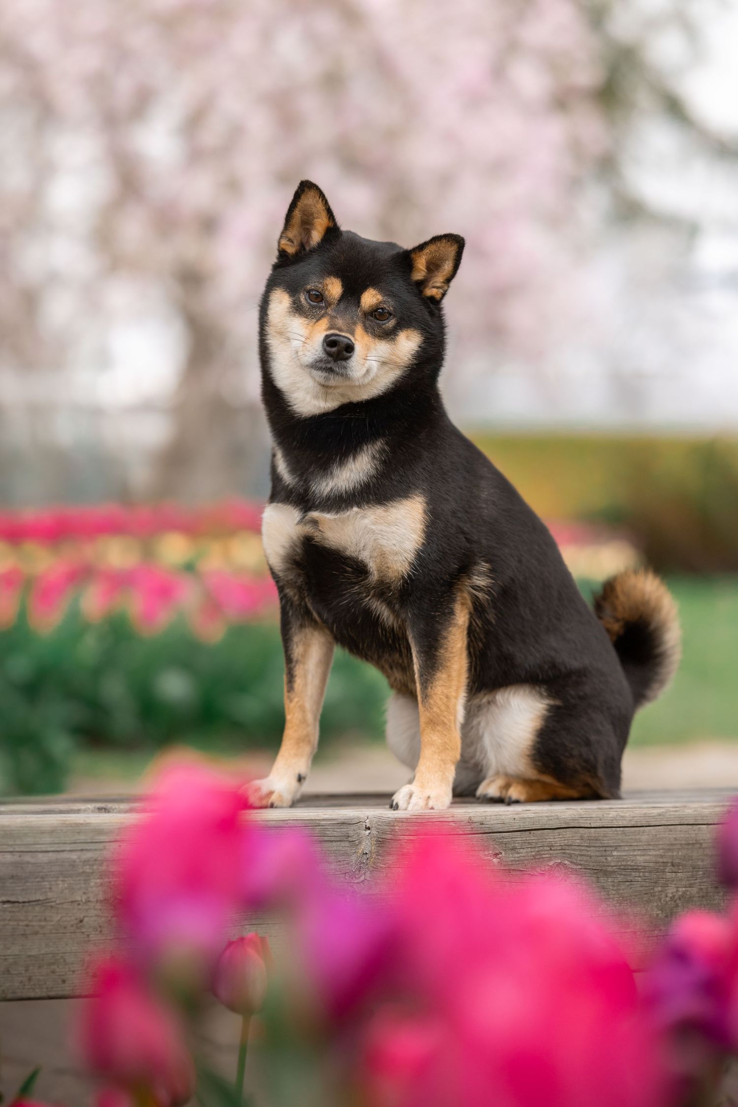 Black and tan Shiba Inu dog sitting on wooden surface surrounded by colorful tulips and cherry blossoms in spring garden.