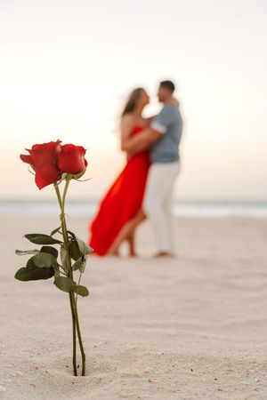 Red roses planted in beach sand with romantic couple embracing at sunset in background.