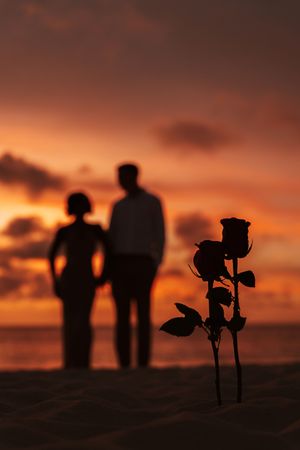 Silhouette of a romantic couple standing on a beach at sunset with a rose in the foreground.