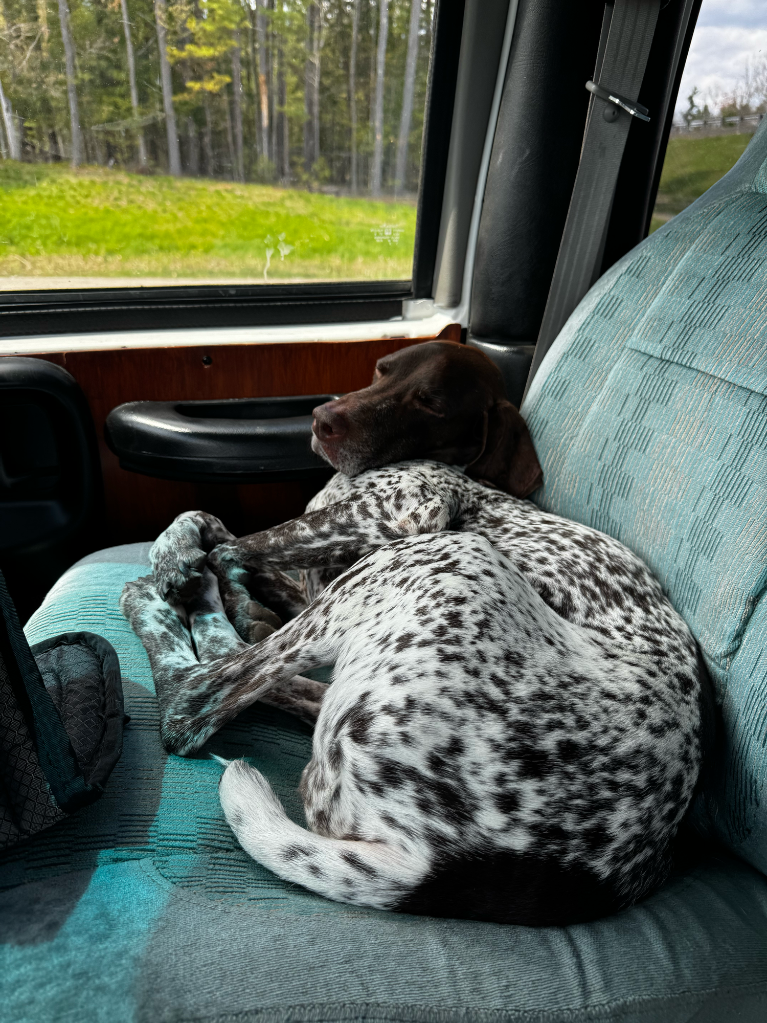 A German Shorthaired Pointer dog curled up sleeping on a teal seat inside a vehicle with green trees visible outside.