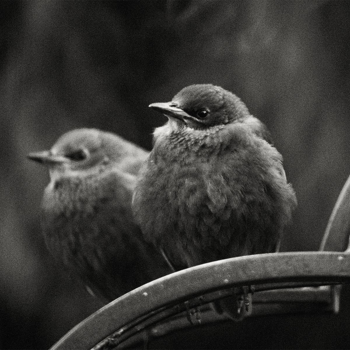 Two fluffy young starling birds perched on a metal railing in a black and white nature photograph.