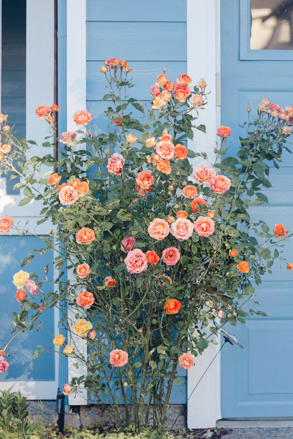 Vibrant orange and pink rose bush in full bloom against a light blue house exterior wall.