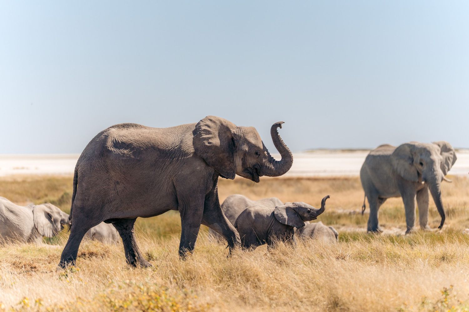 une maman éléphant avec son éléphanteau qui marchent et relèvent leur trompe à etosha