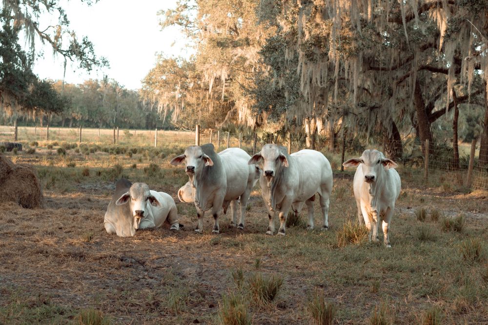 Kempfer Cattle Co.