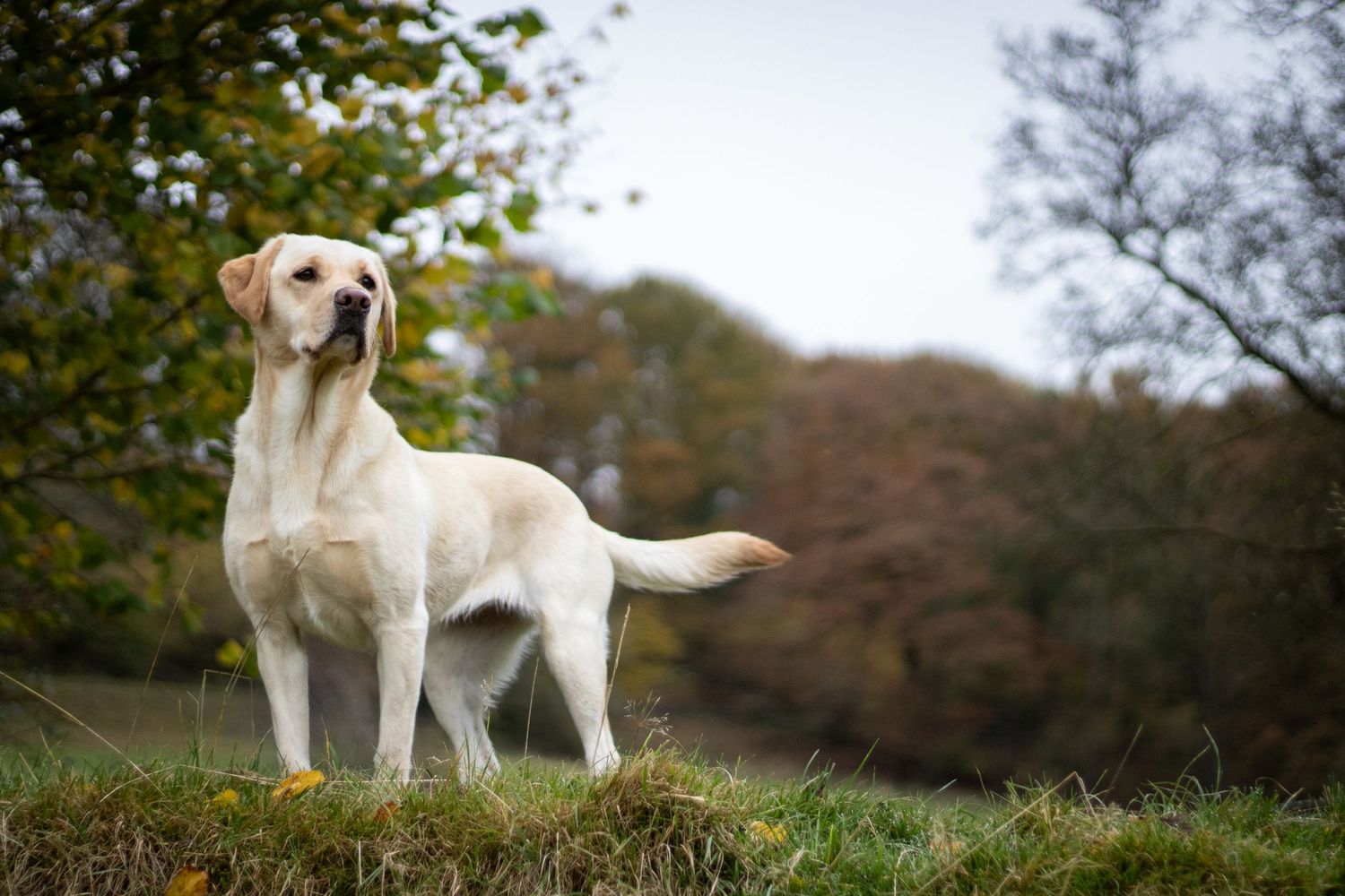 Photograph of a white Labrador retriever by Woodland Workbench