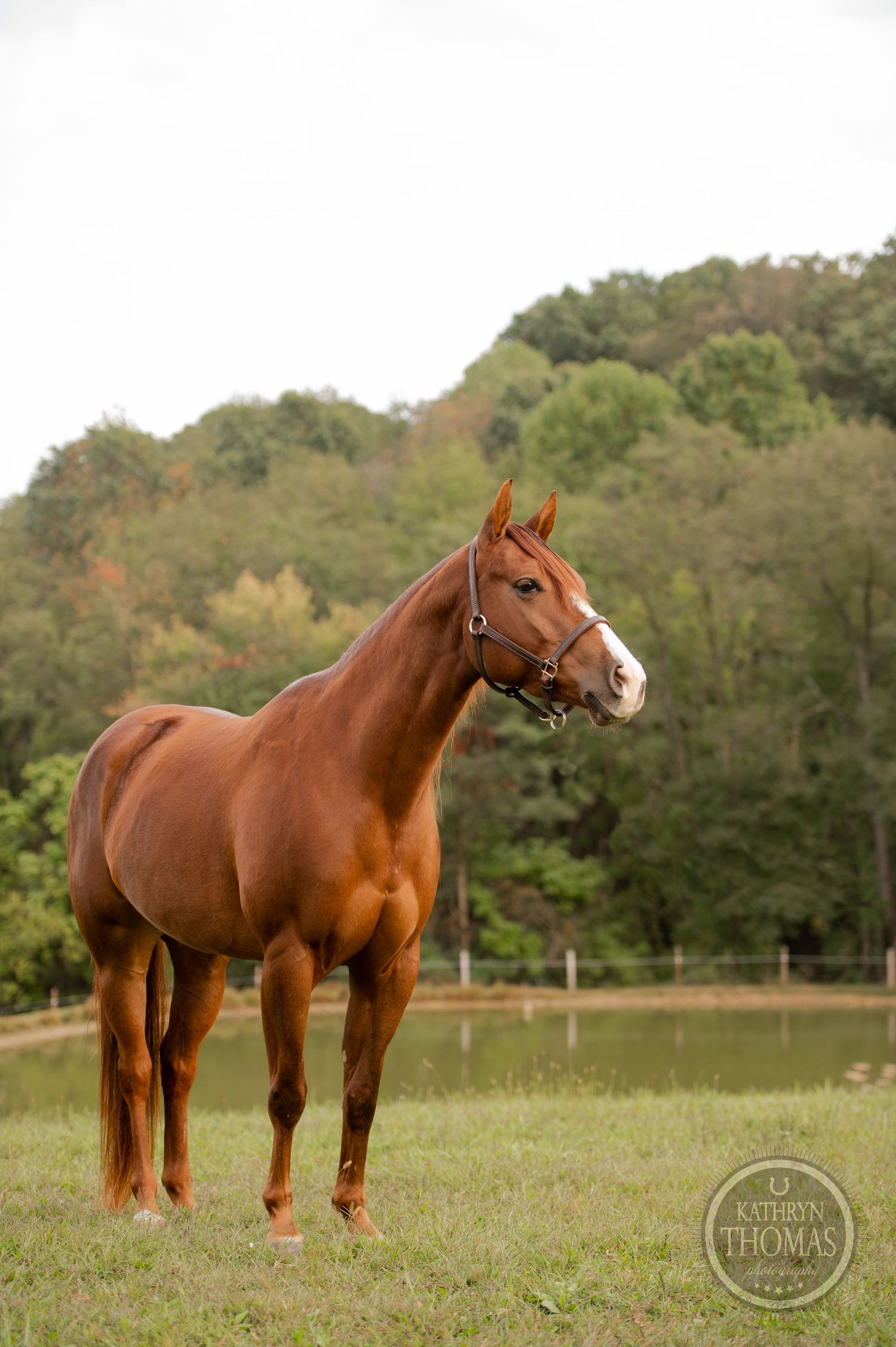 Elegant chestnut horse standing at attention in a pastoral field setting.