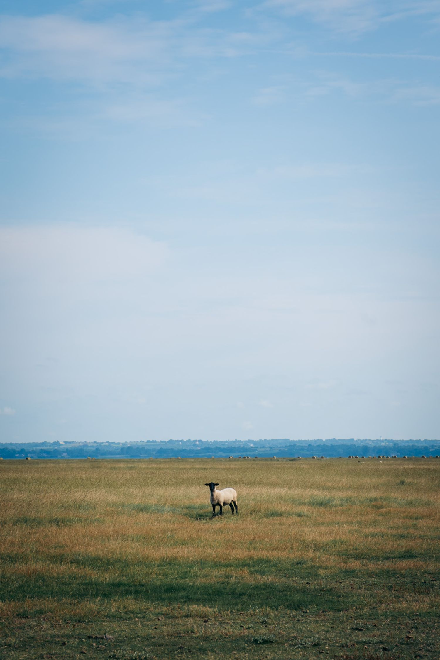 Mouton des prés salés au Mont-Saint-Michel dans le département de la Manche en Normandie