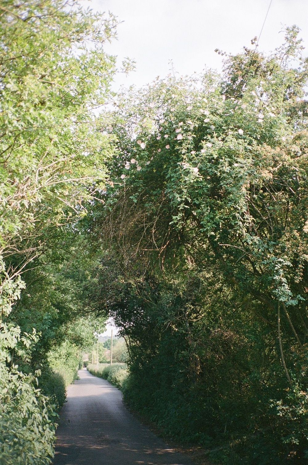 film photograph of a tunnel of green trees above a country lane in devon.