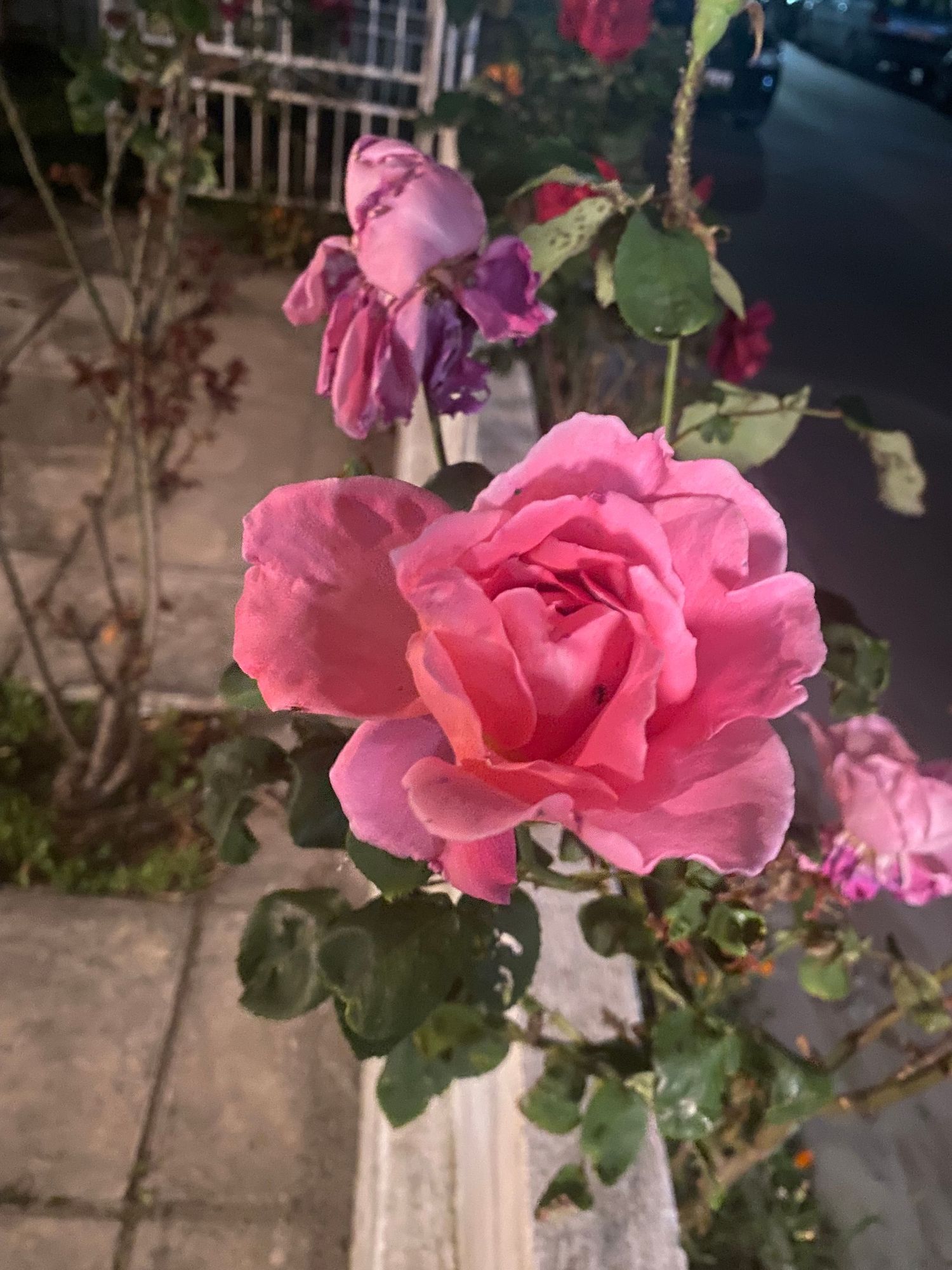 A pink rose in full bloom with delicate petals grows on a bush beside a fence on a cloudy day.