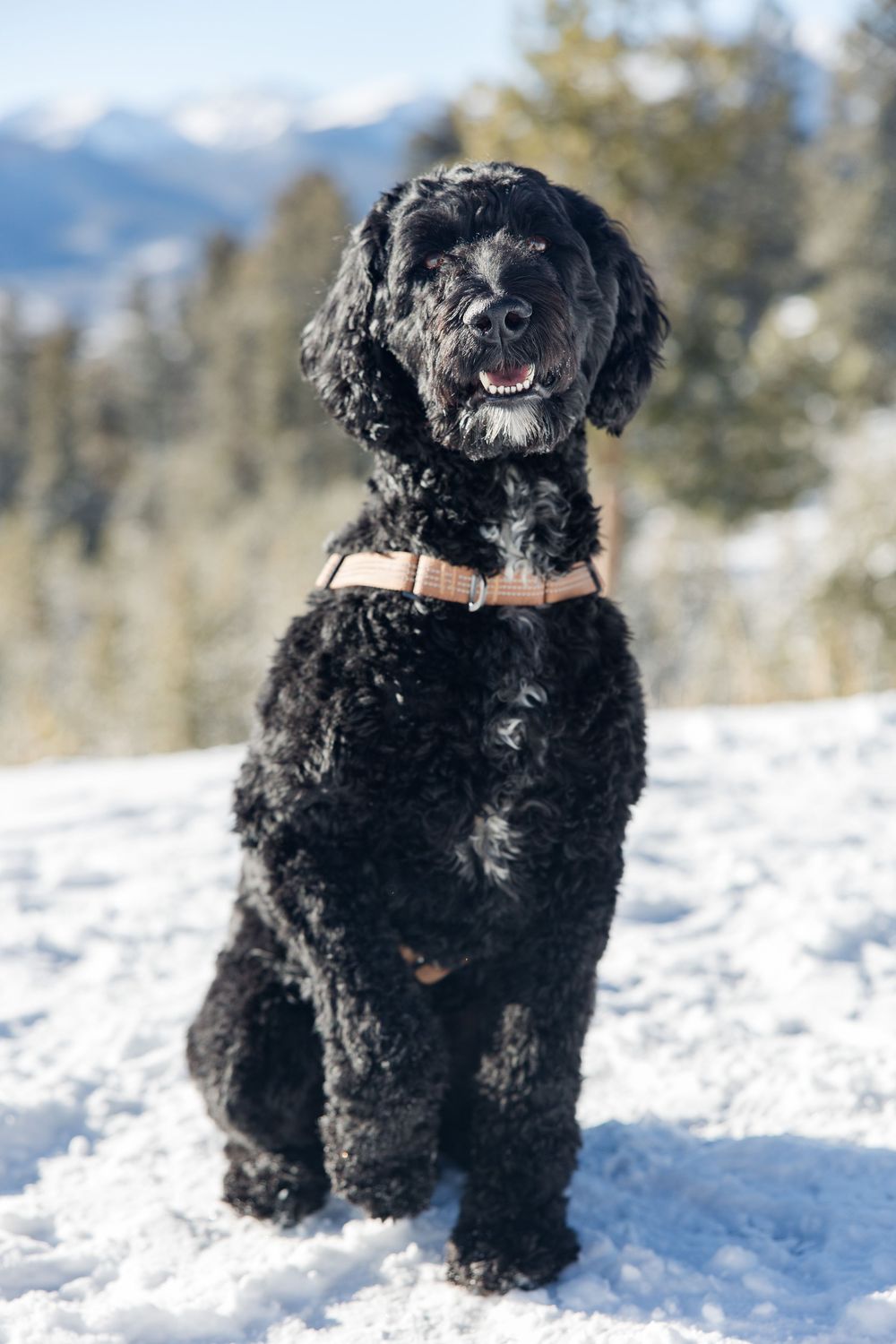 Black fluffy dog playing and running through fresh snow with mountains and trees in the background.