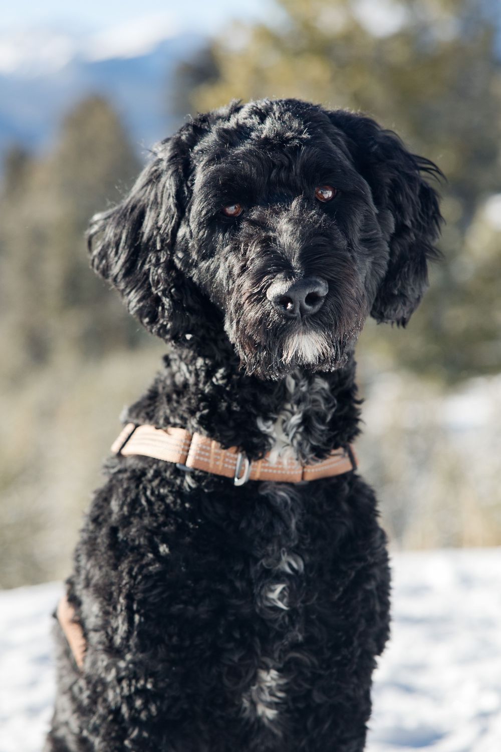 Close up portraits of a black fluffy dog with white markings in the snow with mountains visible behind.