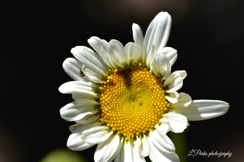 macro