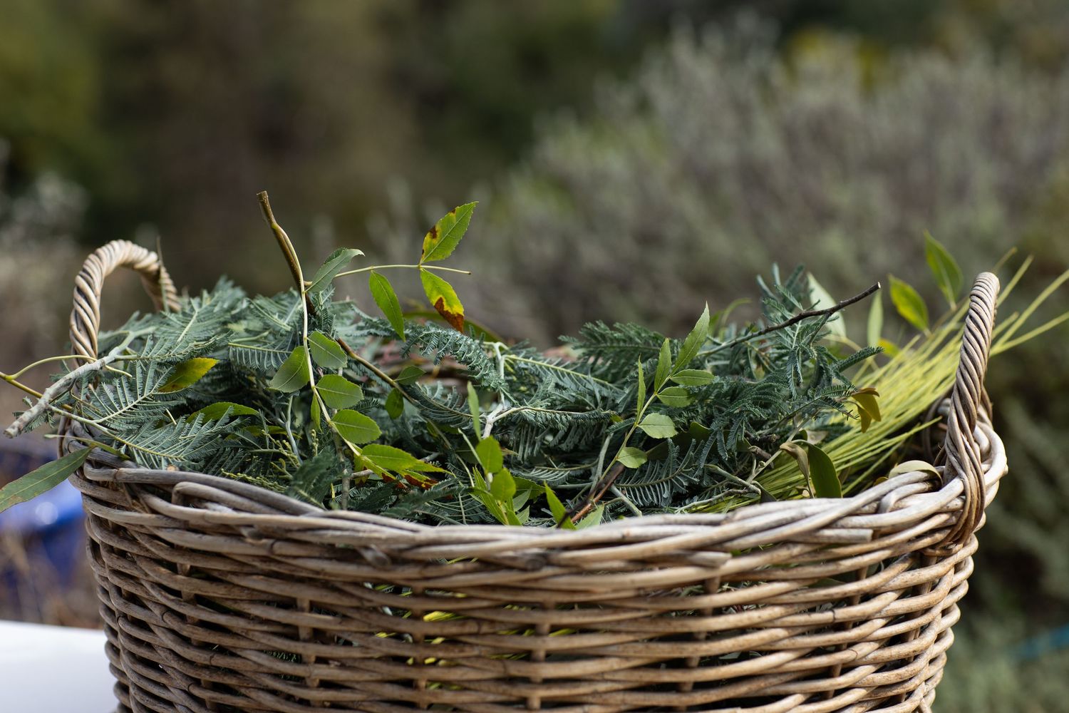 Fresh green herbs and leaves fill a rustic woven wicker basket in natural sunlight.
