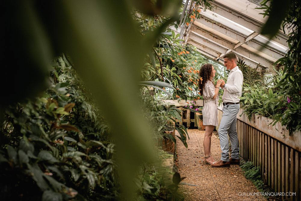 Wooden walkway surrounded by tropical plants in a greenhouse setting.