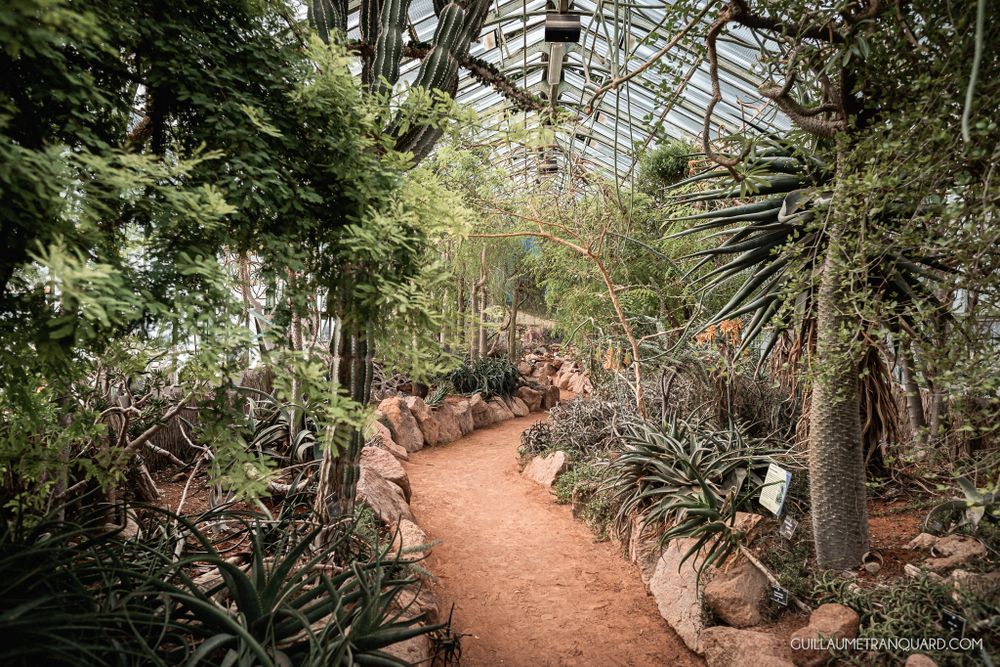 Sunlit pathway through a tropical greenhouse filled with exotic plants and palms.
