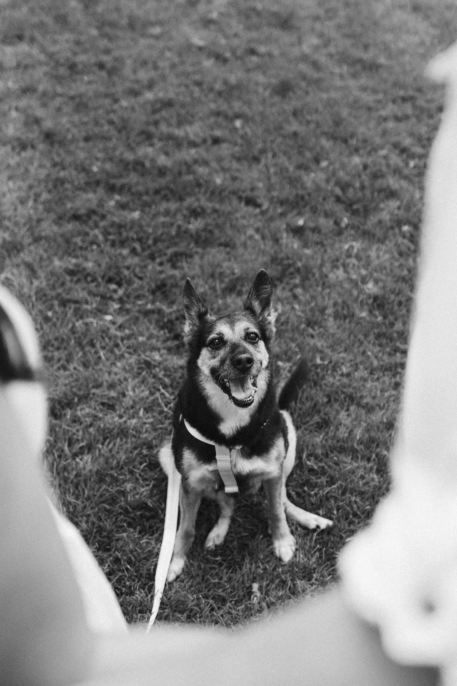 A happy dog sits on grass while being photographed in black and white.