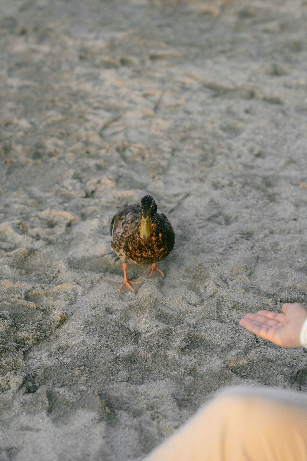A duck stands on sandy ground as someone extends their hand toward it.