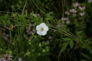 A delicate white wildflower blooms among green foliage in a natural garden setting.