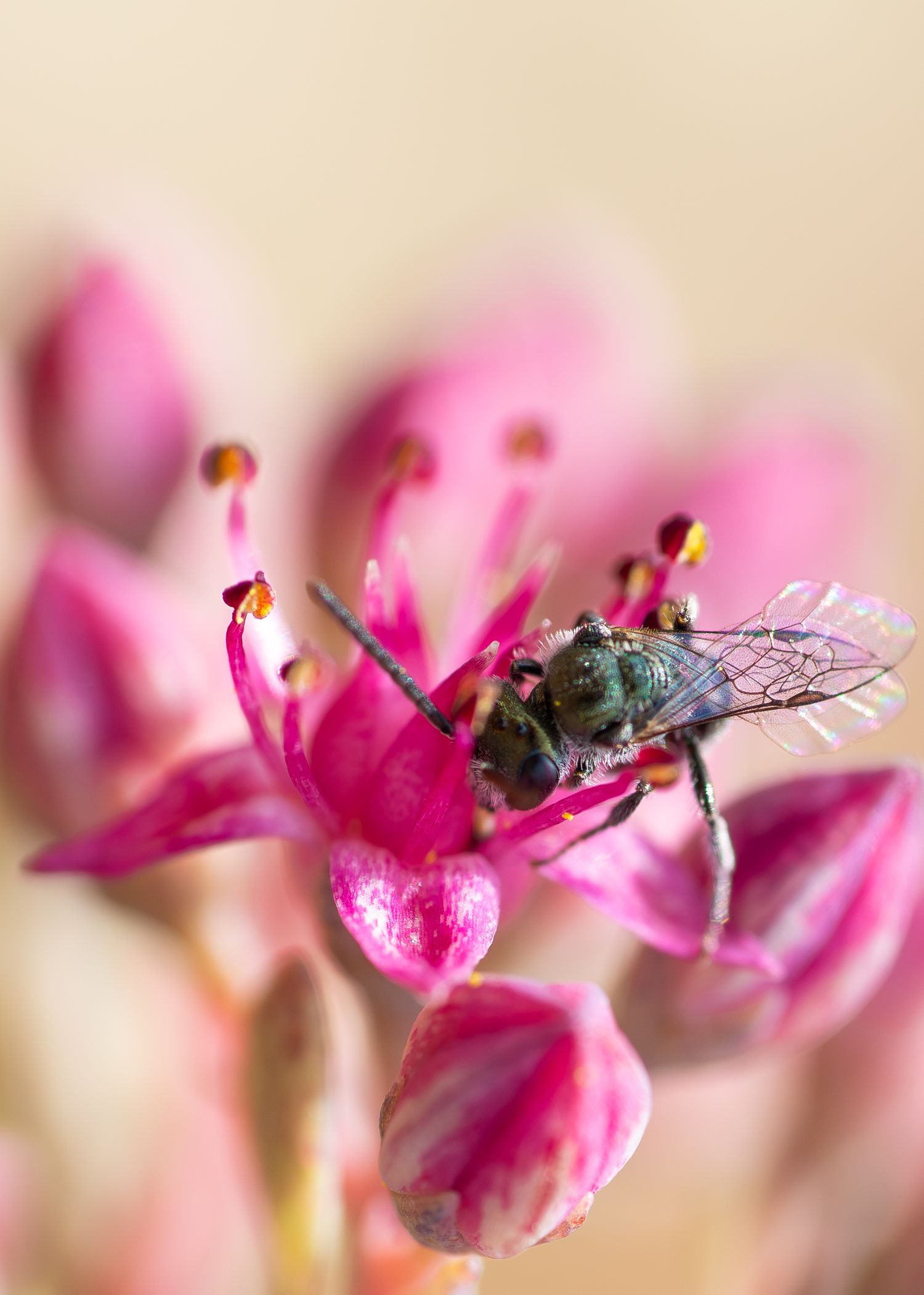 A bee fly finding its daily nectar in a delicate pink flower - Macro photo