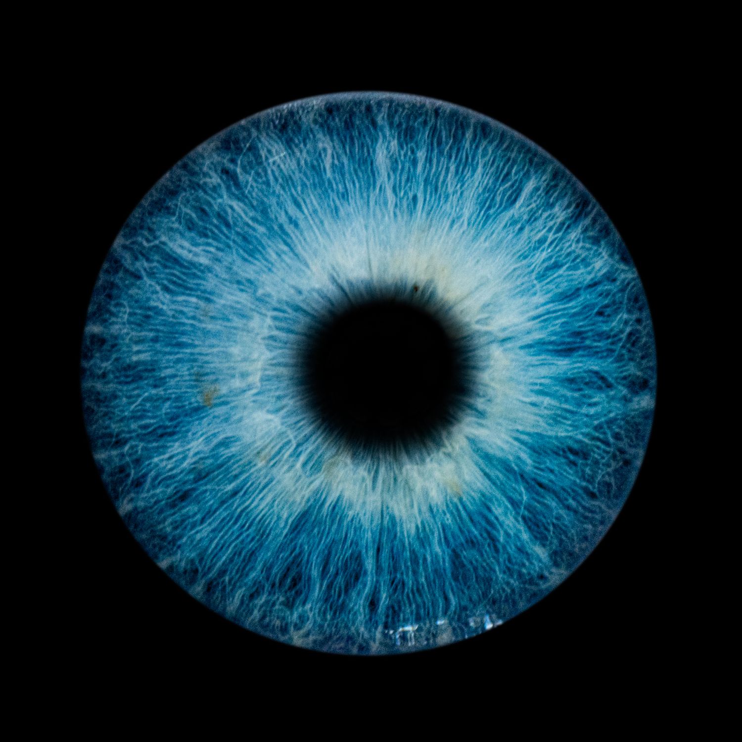 Detailed macro photograph of a bright blue human iris against black background.