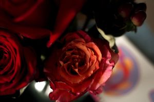 Closeup of vibrant red roses with water droplets in dramatic lighting.