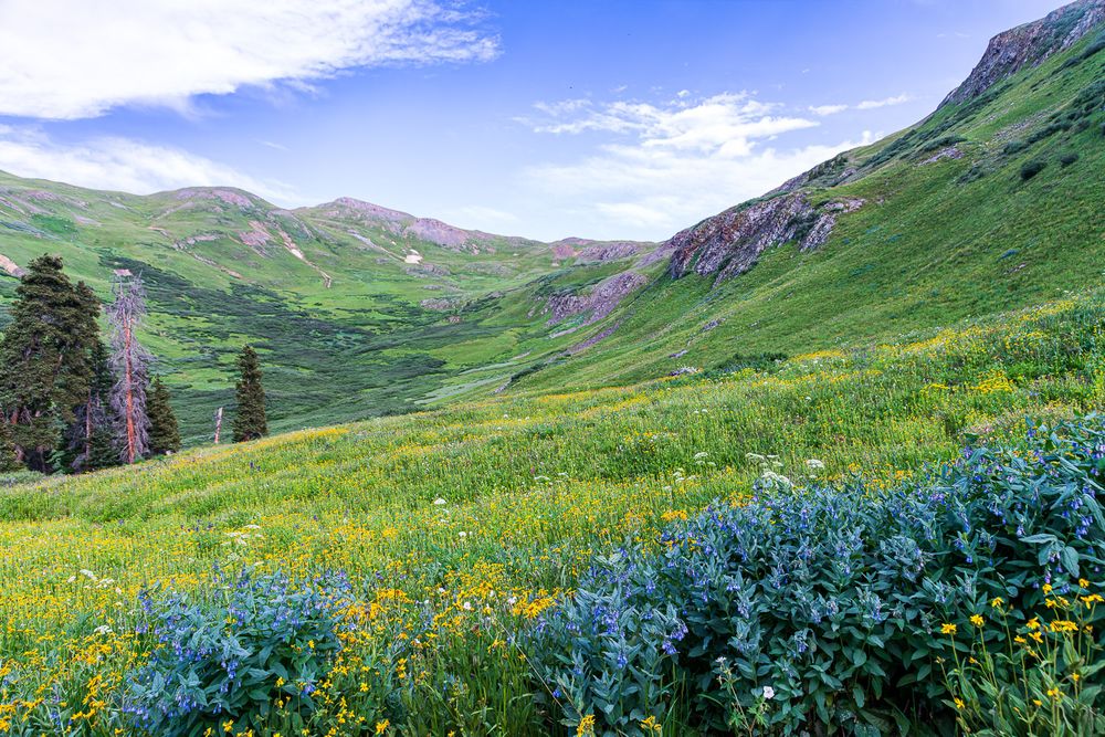 Vibrant green mountain valley with colorful wildflowers, blue alpine plants, and rocky peaks under partly cloudy sky. San Juan Mountains CO