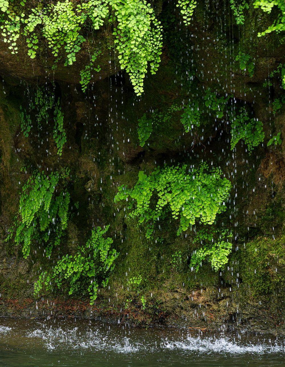 Lush green maidenhair ferns cascading down a mossy rock wall with water droplets falling below. Erbie Arkansas