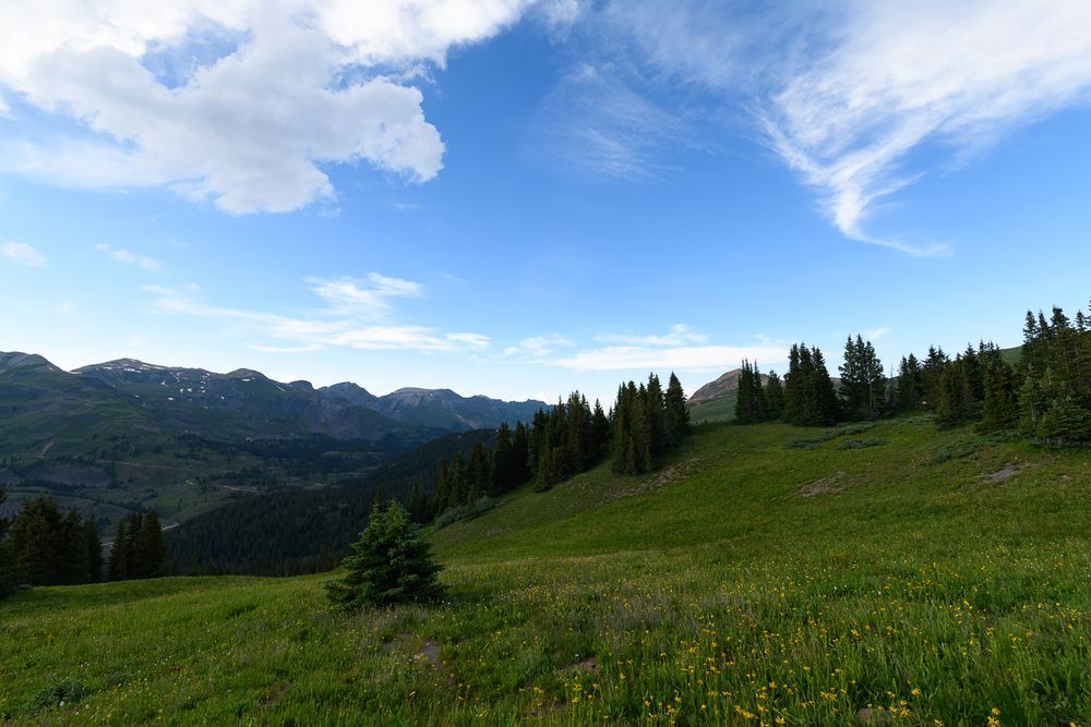 Lush green alpine meadow with wildflowers, evergreen trees, and mountain range under blue sky with wispy clouds. San Juan Mountains Colorado