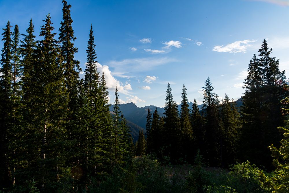 Tall evergreen pine trees framing a mountain vista under a blue sky. San Juan Mountains Colorado