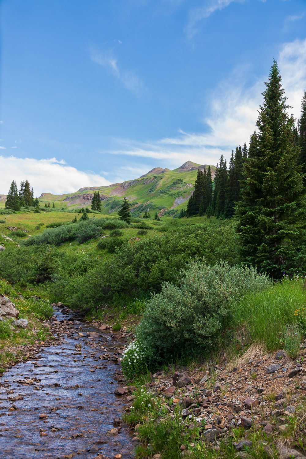 A rocky mountain stream flows through a lush alpine meadow with pine trees and peaks. San Juan Mountains Colorado