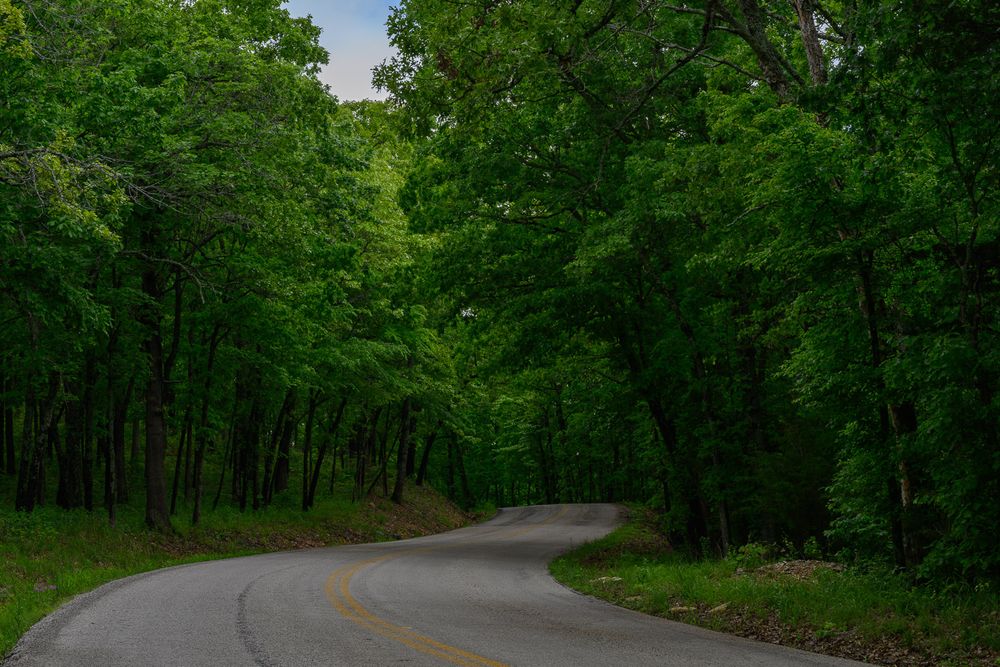 A winding road curves through a dense canopy of tall green trees in a forest. Drury Mincy Conservation Area