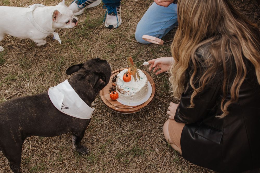 Two dogs looking at a small decorated cake on a plate while someone sits nearby on grass outdoors.