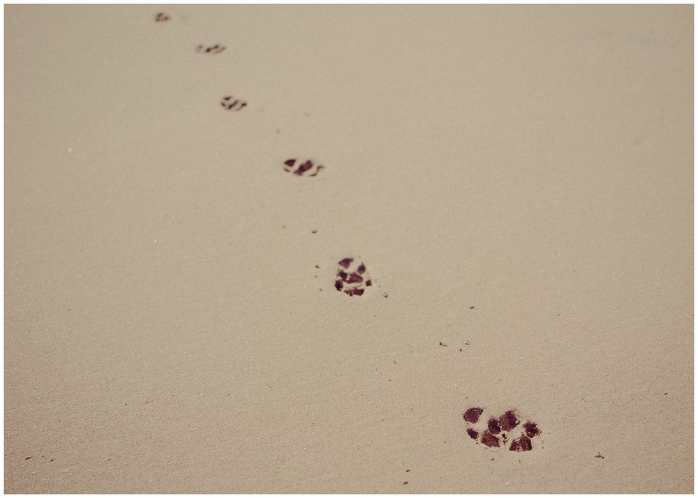 Small purple ink or watercolor dots scattered across a beige textured paper background create a minimalist pattern.