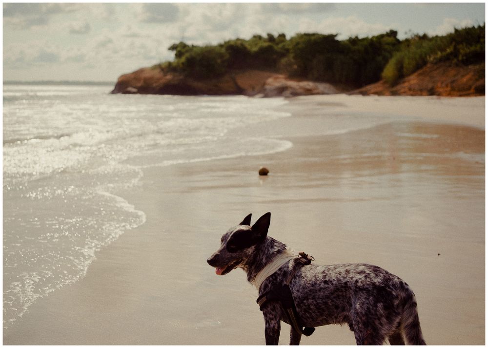 Dogs playing and running along a scenic sandy beach with waves crashing on the shore.