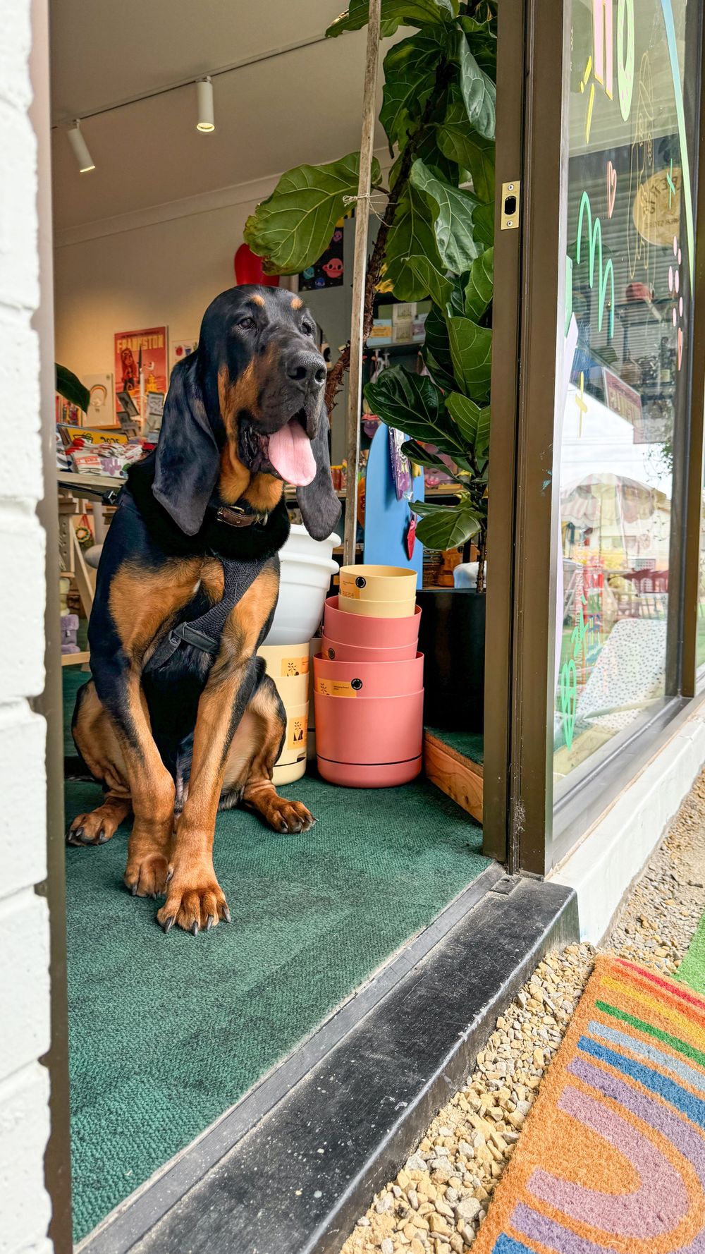 Large Bloodhound dog sitting in a doorway of a shop with green carpet and indoor plants.