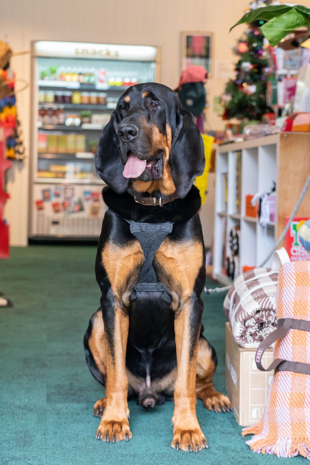 A black and tan Bloodhound dog wearing a harness sits attentively in what appears to be a retail store.