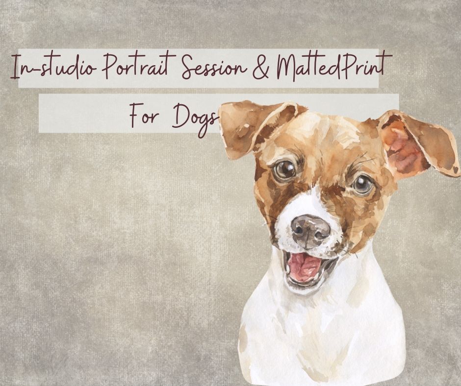A series of four artistic portrait photographs showing a brown and white Jack Russell terrier dog with expressive eyes.