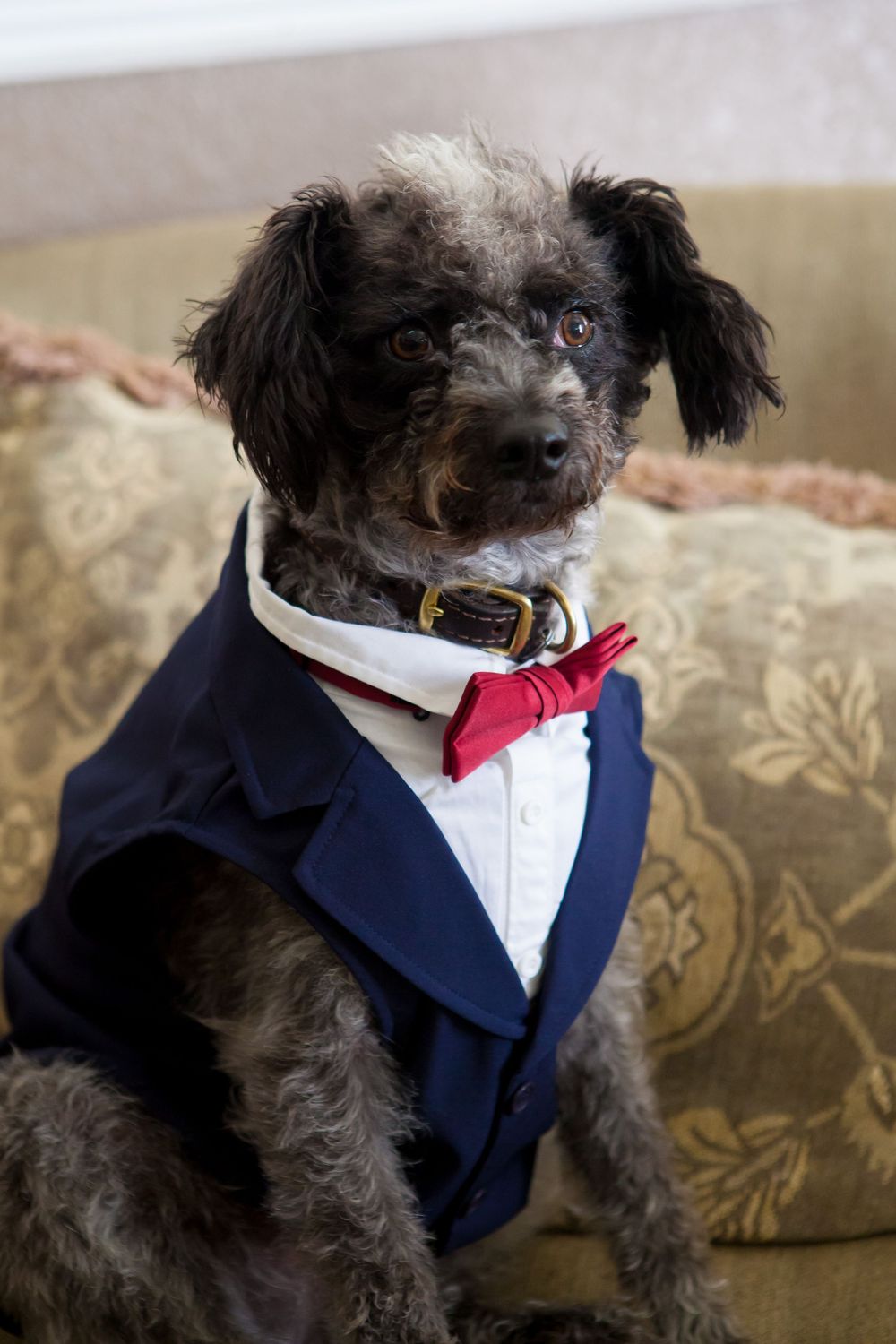 A small black dog wearing a formal navy tuxedo and white collar sits on a patterned couch.