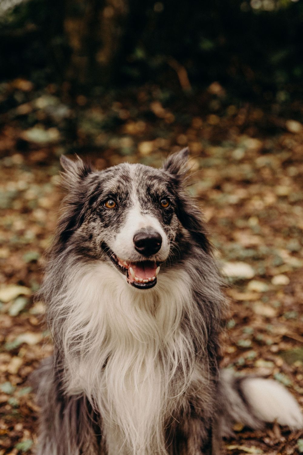 A close-up sequence of a smiling Border Collie dog with black and white fur sitting in autumn leaves.