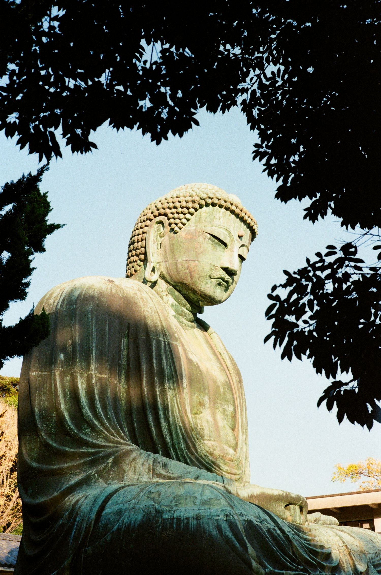 The Great Buddha statue of Kamakura sits peacefully framed by tree branches against a blue sky in Japan.